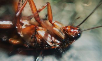 Just A Doctor Pulling A Living Cockroach Out Of A Guy’s Ear