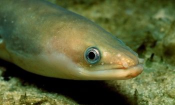 European Rivers Are So Polluted That Eels Are Getting High On Cocaine