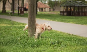 This Woman Thinks She Stays Beautiful Because She Drinks Dog Urine