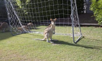 Kangaroo Runs Onto Soccer Pitch, Decides To Play Goalie