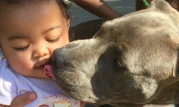 Pit Bull Tries To Drag Baby Out Of The House By Her Diaper During Fire