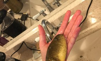 Researchers Find Giant Bullfrog Tadpole In Arizona Pond