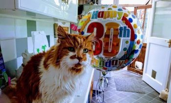 The Worldand#039;s Oldest Cat Just Celebrated His 30th Birthday