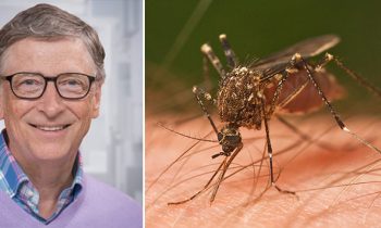 Bill Gates Donates $4 Million To Create Mosquitoes That Kill Each Other