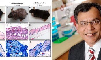 Scientists Reverse Age-Related Wrinkles And Hair Loss In Mice