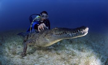 Our Top 10 Picks For Underwater Exploration Photos On Instagram