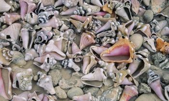 Florida Tourist Arrested And Sentenced To Jail For Collecting Seashells