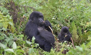 Against All Odds, The Mountain Gorilla Population Is On The Rise