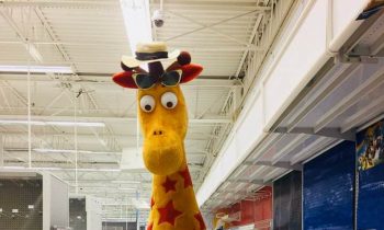 The San Antonio Zoo Wants To Give Toys and#039;Rand#039; Us Mascot Geoffrey The Giraffe A New Job