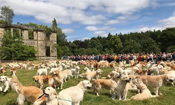 361 Golden Retrievers Gathered In Scotland To Celebrate The 150th Anniversary Of Their Breed