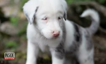 Alabama Plumbers Work Together To Rescue A Puppy Trapped In A 50-Foot Hole