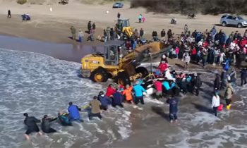 Watch The Amazing Rescue Of A Beached Orca