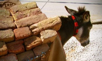 Tourists Are So Fat In Santorini, They Are Crippling Donkeys