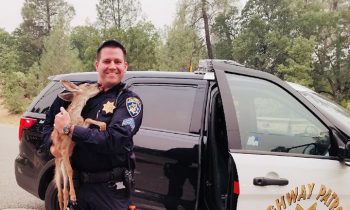 Police Officer Saves Baby Deer From California Wildfires