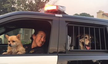 Police Bodycam Footage Shows Officers Racing To Evacuate Animal Shelter In Path Of Wildfire