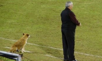 A Stray Dog Is The Assistant Coach Of A Professional Soccer Team