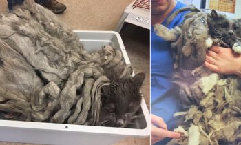 Severely Neglected Cat Dumped Off At A Shelter Finds A Loving Home